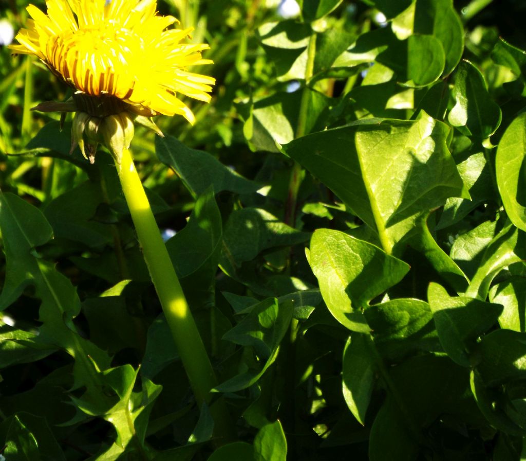 Taraxacum sp. (Asteraceae)